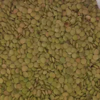 عدس محلی تازه. ممتاز و خوش پخت