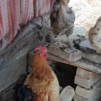 مرغ و خروس و جوجه گلین