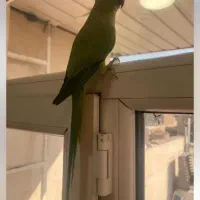 طوطی ملنگوی