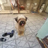 حیوانات خانگی