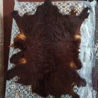 پوست گوسفند و گاو|صنایع دستی و سایر لوازم تزئینی|آق قلا, |دیوار