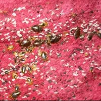 سمپاشی ساس سوسک کنه سم پاشی یک جلسه ریشه کن تضمین