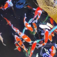 ماهی کوی گرید aaa فول چرم|ماهی|تبریز, |دیوار