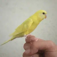 مرغ عشق|پرنده|اردبیل, |دیوار