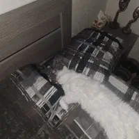 گربه پرشین چشم آبی