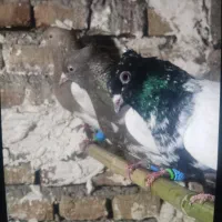 کبوتر سینه سیاه و سرخ|پرنده|ارطه, |دیوار