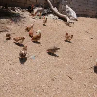 مرغ و خروس