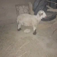 یک بره نر بفروش میرسد|حیوانات مزرعه|زهک, |دیوار