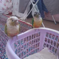 .مرغ عشق|پرنده|سنندج, |دیوار