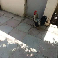 خروس اصیل