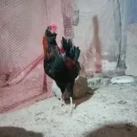 خروس گلین و برهما