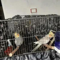 ۵عددعروس هلندی|پرنده|رزن, |دیوار