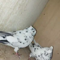 کفتر پرشی پرش سنگین به تظمین|پرنده|آبدانان, |دیوار