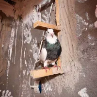 طوقی.|پرنده|لردگان, |دیوار