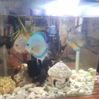 آکواریوم شیشه خم به همراه  ماهی تسویه و.... کامل