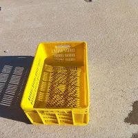 جعبه مرغ گرم