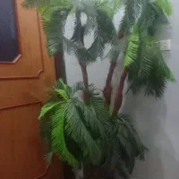 درختچه پنج شاخه تزیینی