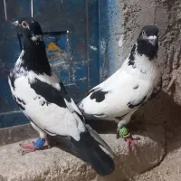 کبوتر