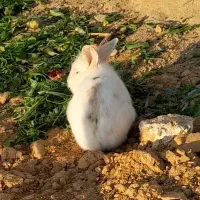 خرگوش لوپ و بچه خرگوش