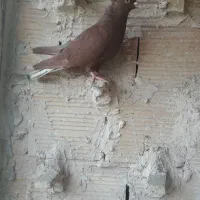 کبوتر هوایی