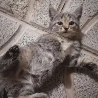 بچه گربه کوچک