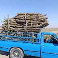 هرسکاری انواع درخت . قطع نخل