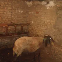 نر شیشک