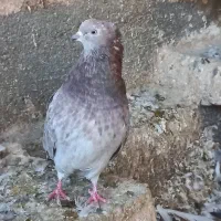 سرورآتشی|پرنده|قم, نیروگاه|دیوار