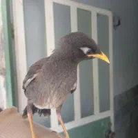 مرغ مینا دانخور