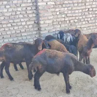 بره ماده افشار و قزل افشار