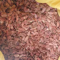 تخمه هندوانه