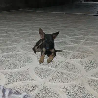 توله پیت بول ژرمن
