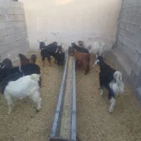 12عدد کهره نر فروش کیلویی 300|حیوانات مزرعه|سیمکان, |دیوار