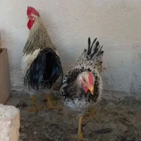 مرغ و خروس محلی قیامدشت