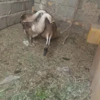 قوغاز نرو ماده
