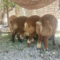 میش آبستن وبره نر چاق