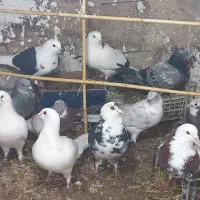 ۱۳ تا کفت نرو ماده به شرت تخم و جوجه قیمت مفت