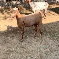 حیوان بز و گوسفند|حیوانات مزرعه|تفت, |دیوار