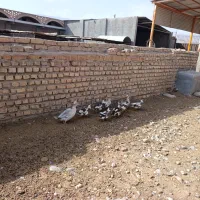 اردک پروازی کاکلی