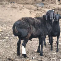 111111|حیوانات مزرعه|تربت جام, جامرود|دیوار