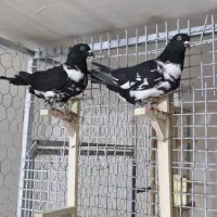 کبوتر افغان و سینه سیاه