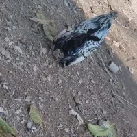 مرغ خروس مینیاتوری|حیوانات مزرعه|ملکان, |دیوار