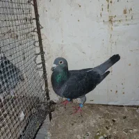 کفتر|پرنده|تایباد, |دیوار