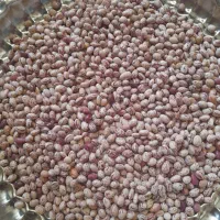 لوبیا چیتی درشت و تمیز فریدونشهر|خوردنی و آشامیدنی|فولادشهر, مسکن مهر فولادشهر|دیوار