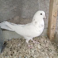 کفتر نر|پرنده|مهریز, |دیوار