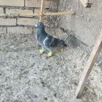 کفتر پرشی گرفتنی|پرنده|نیشابور, ده حلاج|دیوار