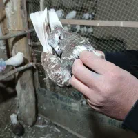 گرگانی و تهرانی سر و کله دار|پرنده|اردبیل, |دیوار