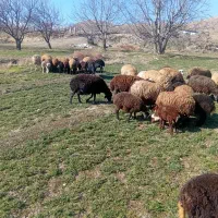 فروش میش و بره