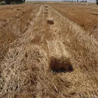 کولش گندم و جو