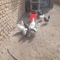 مرغ وخروس گلین اصل